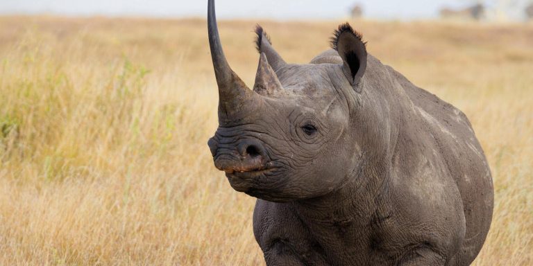 black rhino in conservation bond investment