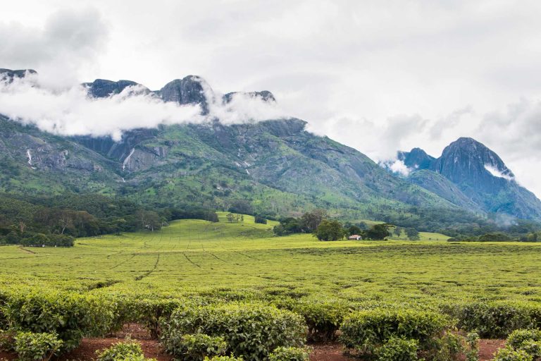 Cloudy sky, mountain and tea plantations reflect soaring valuations for Malawi share prices