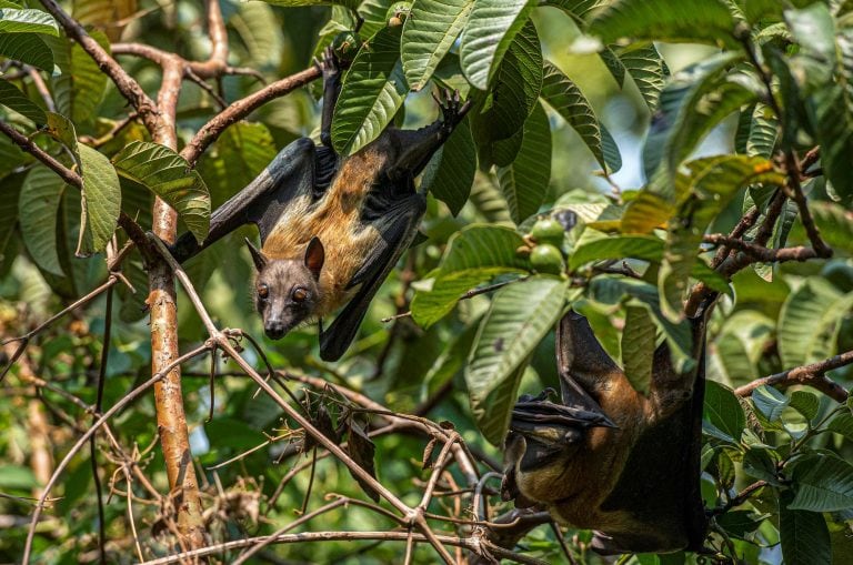Fruitbats hanging in trees illustrate sustainable and green finance in Rwanda